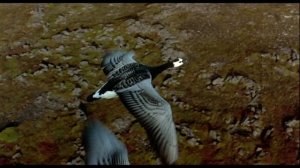 Как летают птицы?