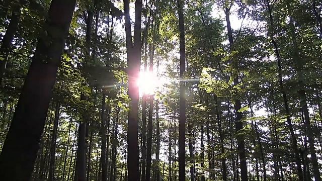 Relax & Be Happy! ❤️ Beautiful soothing Nature Sounds of Birds for Meditation, +Energy, Focus, Slee смотреть онлайн