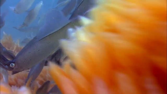 Как короткохвостые скаты-хвостоколы (Dasyatis brevicaudata) охотятся на южноафриканских кальмаров ? смотреть онлайн