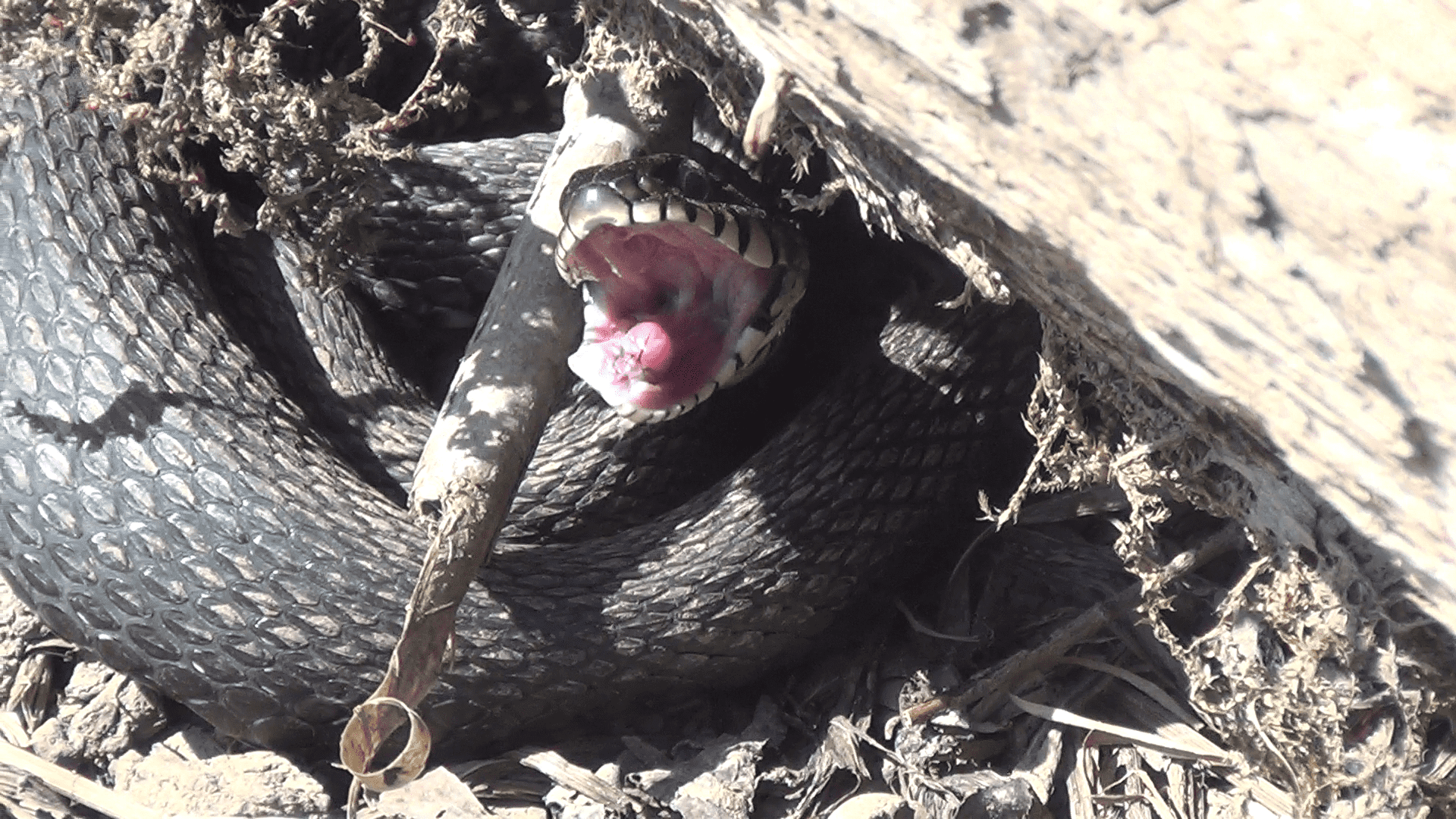 ОКСКАЯ КРАСОТКА. смотреть онлайн