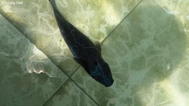 Koi Carp Fish - Cute Koi Fish Animal Videos