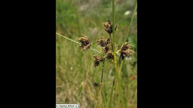 КАМЫШ (SCIRPUS) сем. Осоковые смотреть онлайн