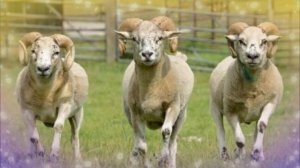 Тушда куй курсангиз нима булади