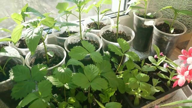 Домашнее видео. Огурцы Зозуля и Белый дракон - две недели от посева. seedlings of flowers смотреть онлайн