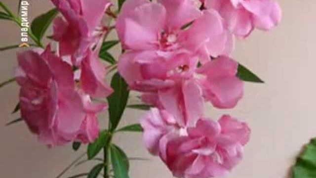 Ядовитые комнатные растения.mp4 смотреть онлайн