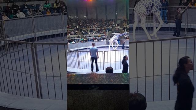 Жираф шоу Новосибирск 04.11.2023 смотреть онлайн