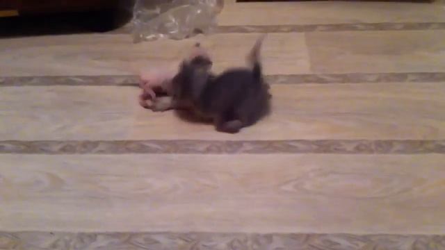 Беляш смотреть онлайн