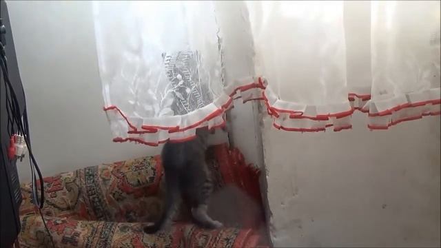 КИНОФИЛЬМ от маленьких котят 2 смотреть онлайн