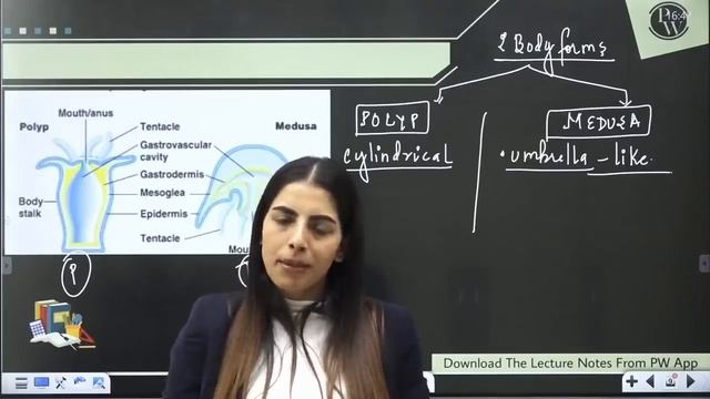 Animal Kingdom 02 | PHYLUMS - Porifera, Coelenteratra, Ctenophora, Platyhelminthes | Class 11 | NEE смотреть онлайн