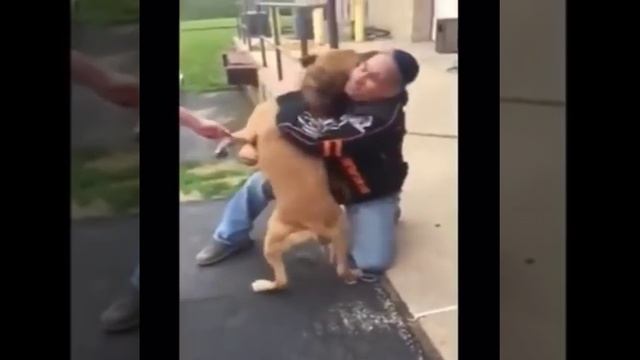 Украденная собака узнала хозяина спустя два года Man finds his stolen dog after two years. смотреть онлайн
