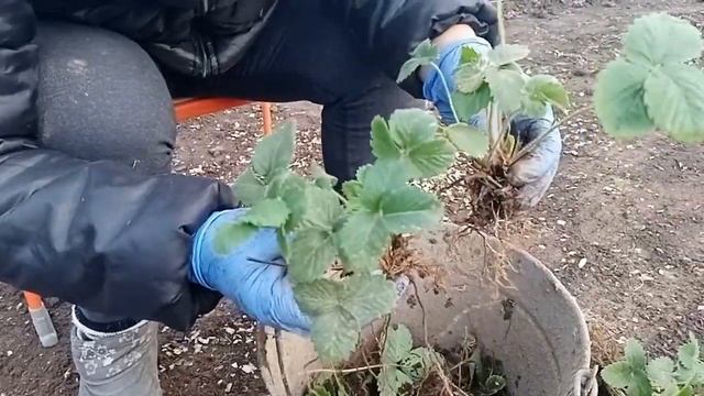 Пересадка клубники на новое место смотреть онлайн