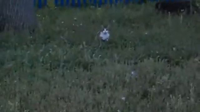 приколы с собаками