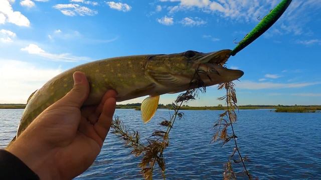 Осенняя щука Калининградской области смотреть онлайн