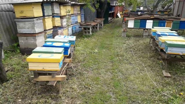 Качественные матки. Формирование нуклеусов на полурамку Облетный пункт смотреть онлайн