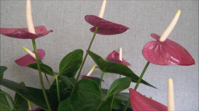 Антуриум Виолет Харт (Violet Heart) купить смотреть онлайн