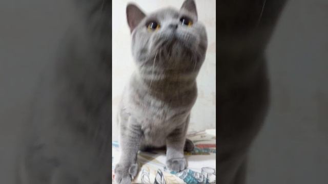 Бэба😄 Британские котята в Москве. На данный момент все малыши проданы. #котята #котики #британцы смотреть онлайн