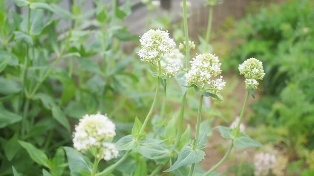 《丈夫で育てやすい宿根草８選》我が家の宿根草＊２０２１春《T's Gardenのガーデニング》 смотреть онлайн