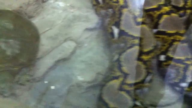 Сетчатый питон