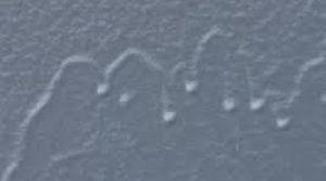 Самый лёгкий способ устранить подтёк на лаке или на акриловой краске#ремонт_кузова