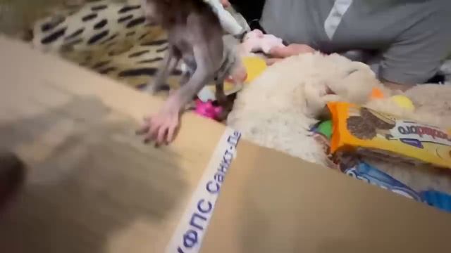 СМЕХОТА! Степашка уже наравне с Люсей ДЕЛИТ ПОДАРКИ и своего не отдаст! смотреть онлайн