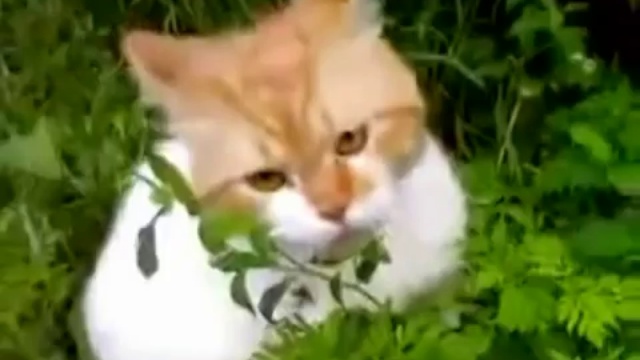 Кот говорит Оооооо, чуваки смотреть онлайн