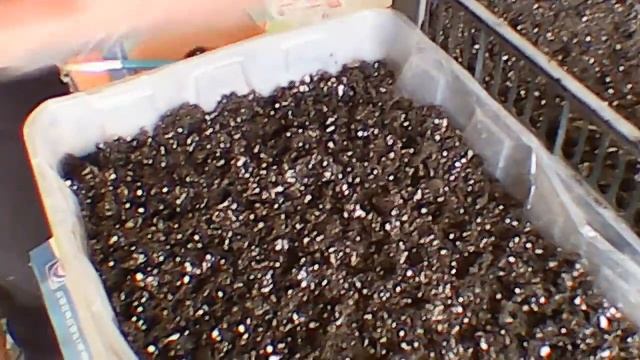Посев лука Халцедон и Ялтинский на рассаду смотреть онлайн