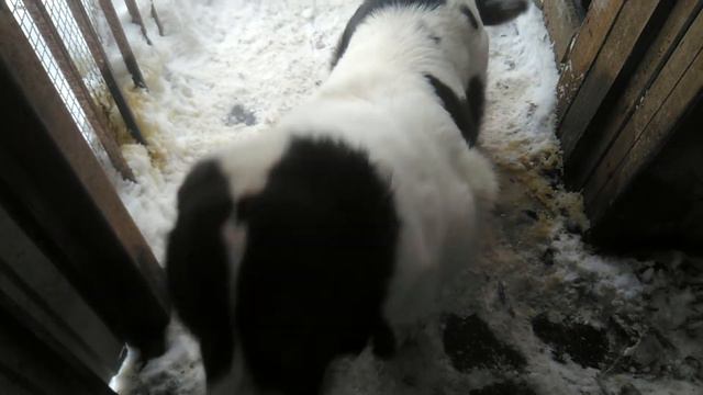 Купил щенка алабая. Среднеазиатская овчарка. 14.02.2021 смотреть онлайн