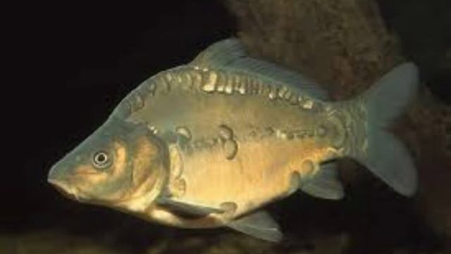 факты про карпа смотреть онлайн