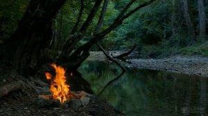 Размножение березы черенками