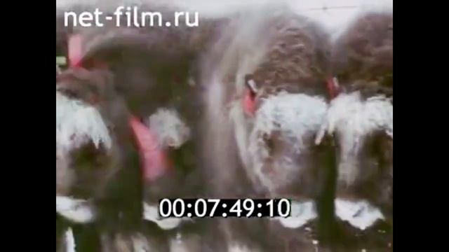 Как на остров Врангеля привезли овцебыков ( Из Архива, 1975 г) смотреть онлайн