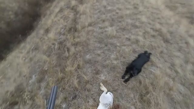 Охота на зайца Открытие сезона , каждому по зайцу. смотреть онлайн