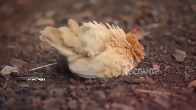 Почему петухи кричать.оОбяснение с точки Ислама смотреть онлайн