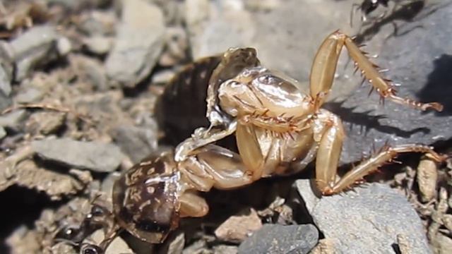 Proformica epinotalis смотреть онлайн