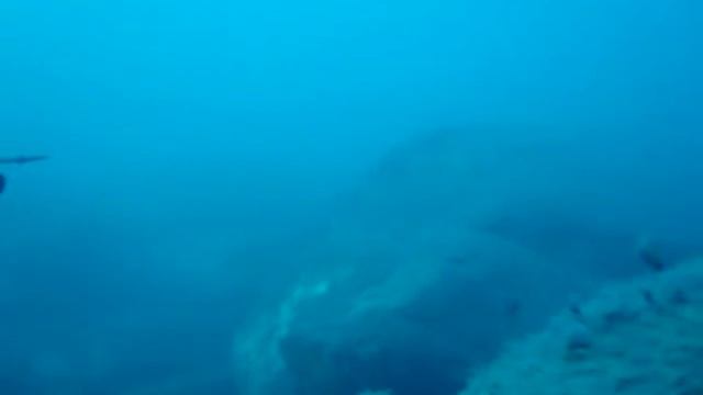 Pesca sub Aspetto alla Spigola di Francesco Marsella 2009 смотреть онлайн