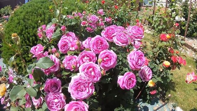 Розы флорибунда. Carmen Wurth (Кармен Вюрт)