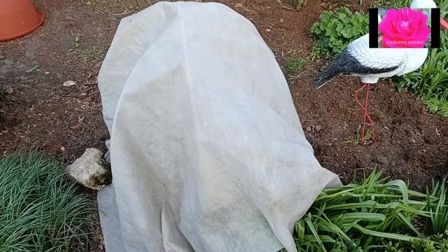 РОЗЫ. МОРОЗЫ ВОЗВРАЩАЮТСЯ!? ЧТО ДЕЛАТЬ? смотреть онлайн