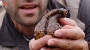 АТАКА ОГРОМНОГО СЛИЗНЯ (Морской заяц - моллюск аплизия) Койот Питерсон на русском