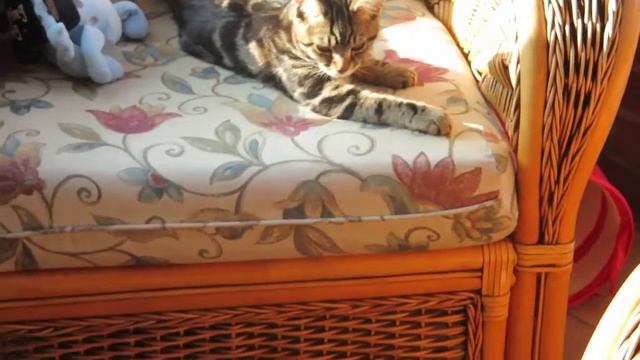 Vlogtober Day 4 | More kitten madness смотреть онлайн