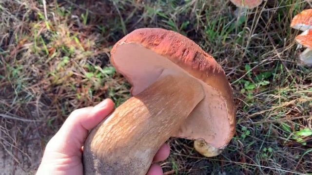 Porcini mushroom (King Boletes) hunting near Monterey California Fall 2021 смотреть онлайн