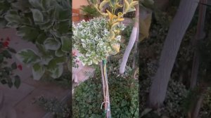 Штамбовый бересклет выращенный на месте, 1/2 пути.