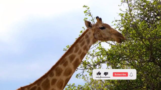 Учим Животных на английском Носорог Корова Лев Тигр Лошадь Развивающие Мультики для Детей смотреть онлайн