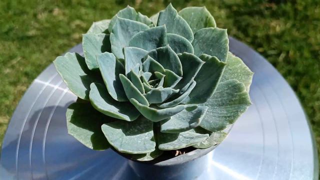 Echeveria Silver Queen Vs Echeveria Silver Queen Variegata