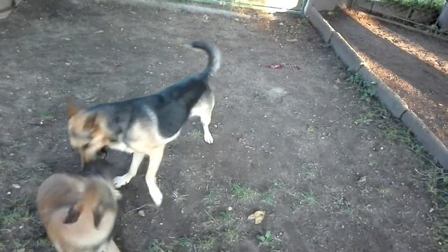 Otakar & Stimpy смотреть онлайн