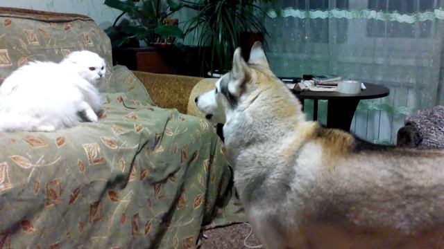 Хаски и кошка- кто кого? смотреть онлайн