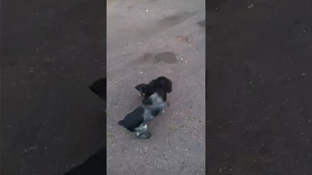 Такса против спаниель смотреть онлайн