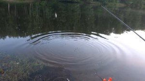 ПЕРВАЯ ЧАСТЬ - канальный сомик на Десногорском водохранилище..