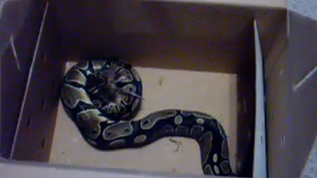 Feeding my ball python #5 смотреть онлайн