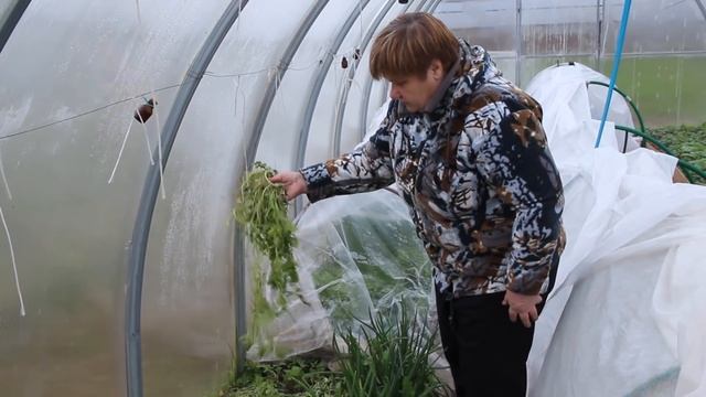 Первый Урожай в Теплице. Сидераты Весной в Теплице. (22.04.2017) смотреть онлайн