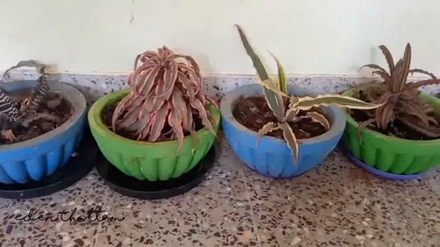 Introducing Different Types Of Plants In Malayalam| No:02 | Cryptanthus