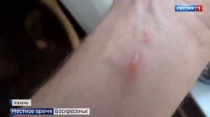 Чем опасен борщевик?